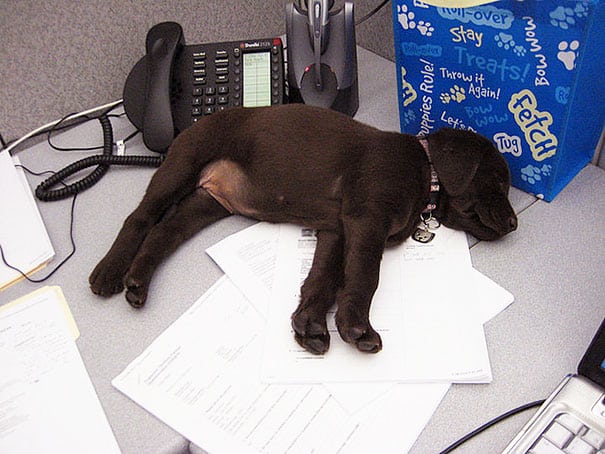 bring-puppy-to-work-5__605