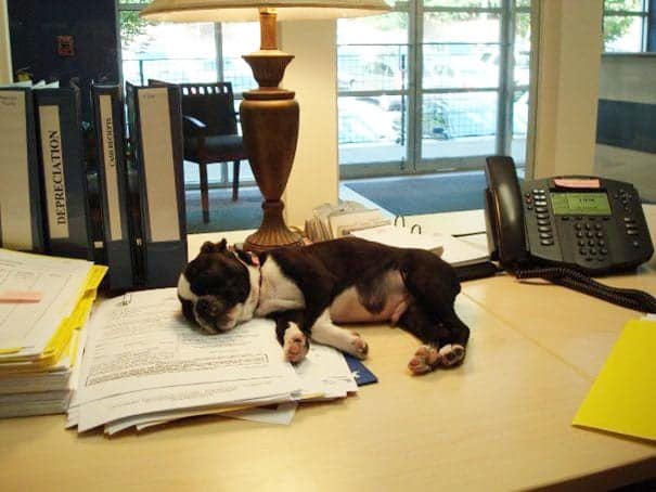 bring-puppy-to-work-7__605