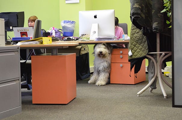 bring-puppy-to-work-9__605