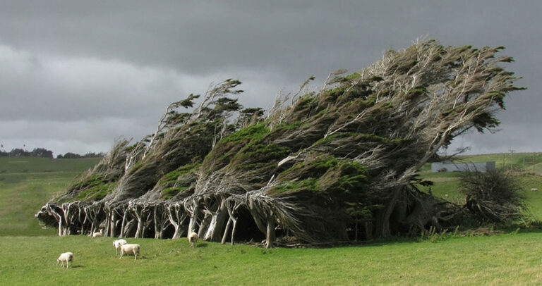 17 από τα ωραιότερα δέντρα στον κόσμο.