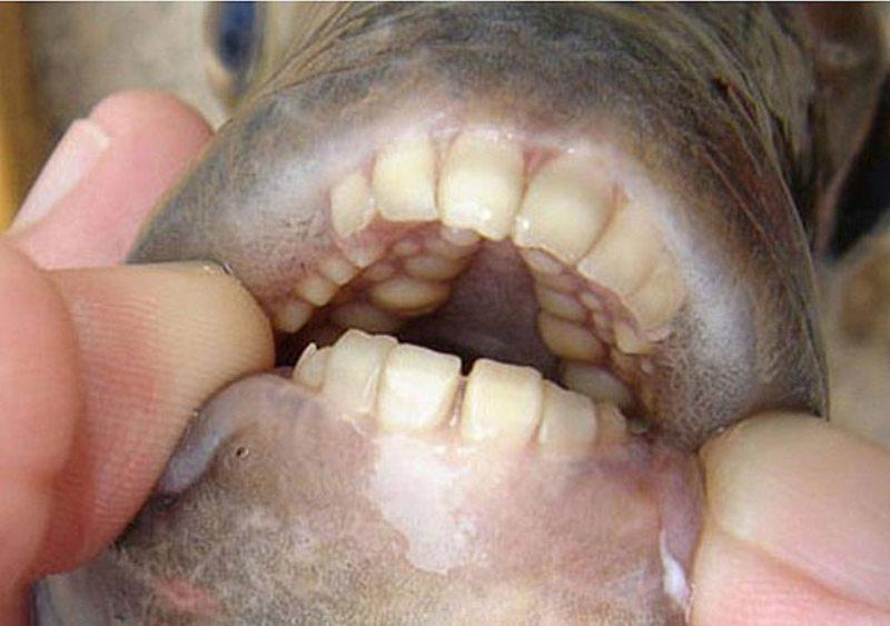 pacu3