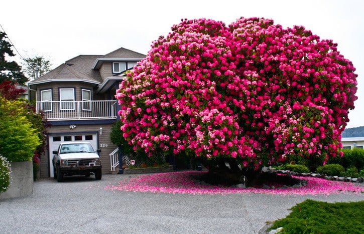 content c3a photo by smartforever. 125 year old rhododendron tree