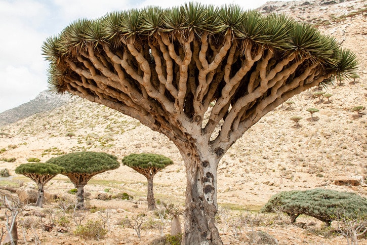 content c5 photo by mastahanky. dragon blood tree in yemen