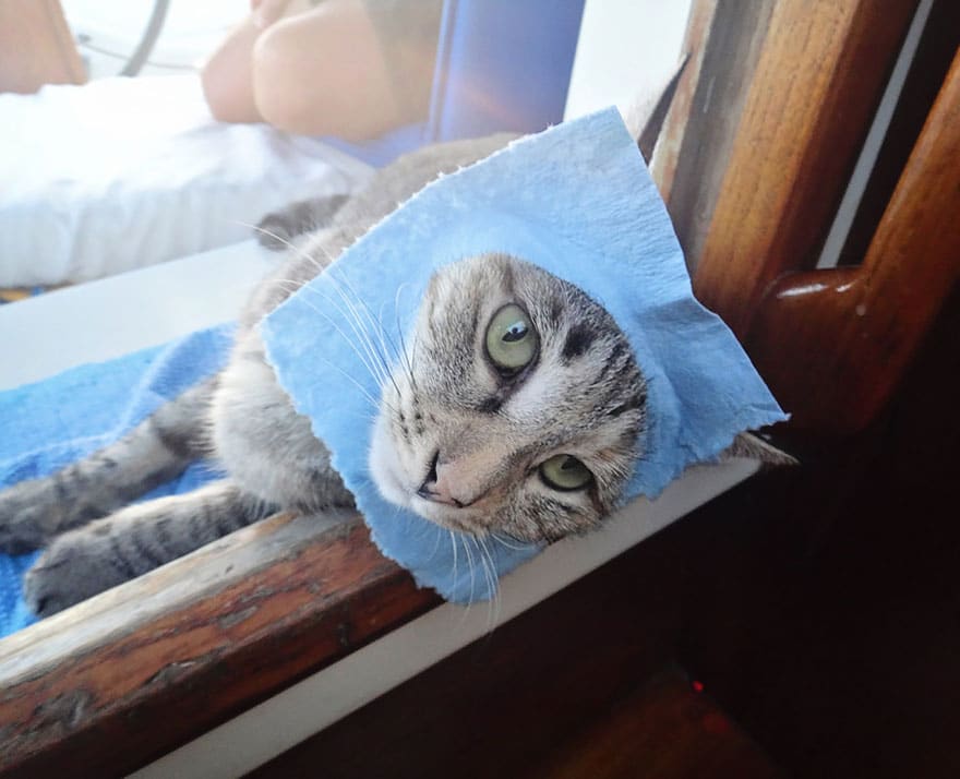 couple sells everything travels world cat matt jessica johnson 26
