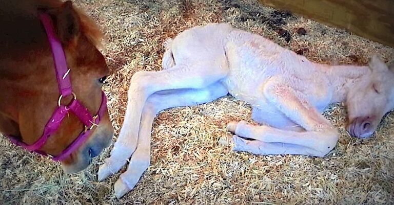 Η συγκινητική ιστορία ενός αλόγου που σώθηκε από τον θάνατο και γέννησε με επιτυχία.