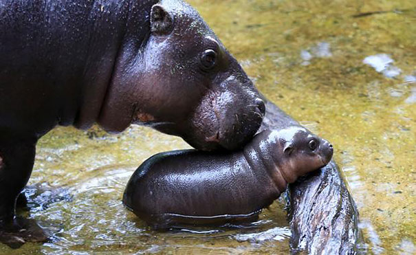 cute baby pygmy hippopotamus obi melbourne zoo australia 1