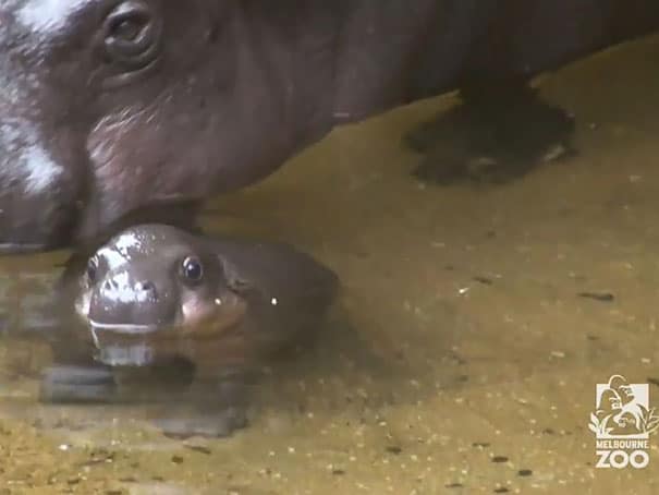 cute baby pygmy hippopotamus obi melbourne zoo australia 10