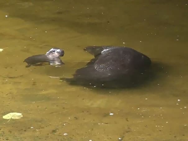 cute baby pygmy hippopotamus obi melbourne zoo australia 11