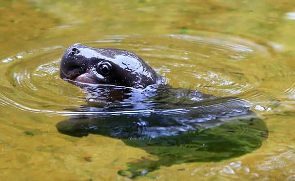 cute baby pygmy hippopotamus obi melbourne zoo australia 2