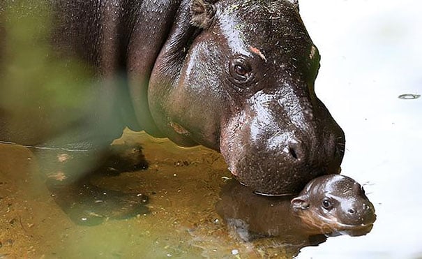 cute baby pygmy hippopotamus obi melbourne zoo australia 3