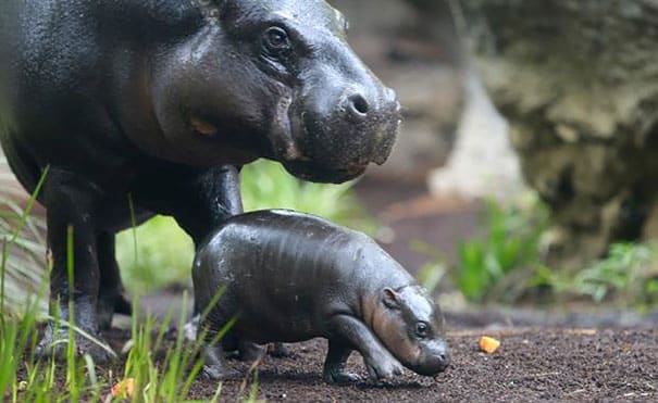 cute baby pygmy hippopotamus obi melbourne zoo australia 4