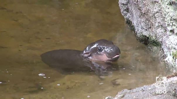 cute baby pygmy hippopotamus obi melbourne zoo australia 7