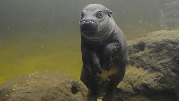 cute baby pygmy hippopotamus obi melbourne zoo australia 8