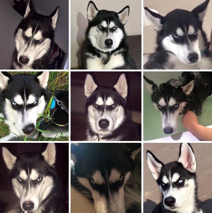 dog tricked facial expression anuko husky 2