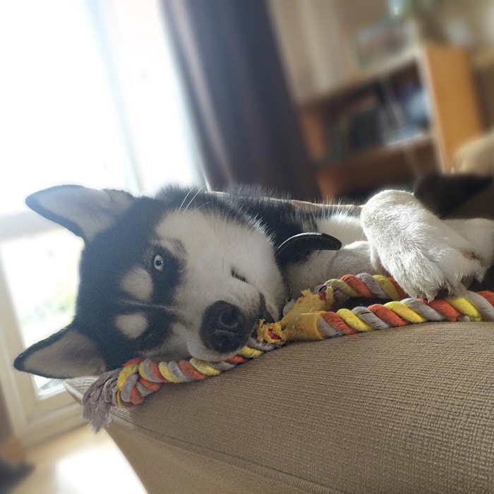 dog tricked facial expression anuko husky 6