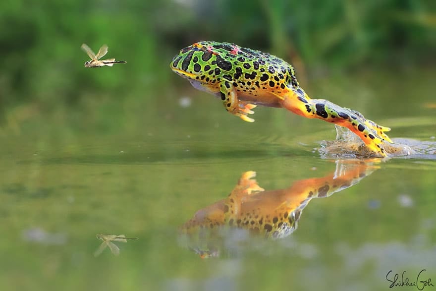 frog photography 15 880