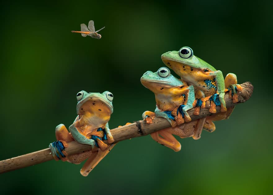 frog photography 20 880