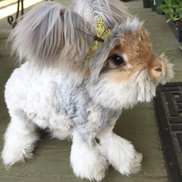 haircut-rabbit-angora-wally-15