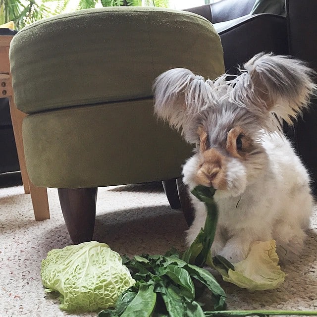 haircut-rabbit-angora-wally-23