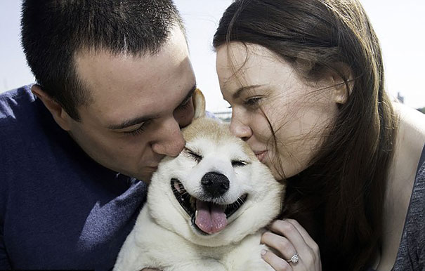 happiest smiling dog shiba inu cinnamon 1