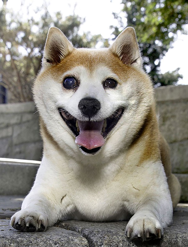 happiest smiling dog shiba inu cinnamon 2