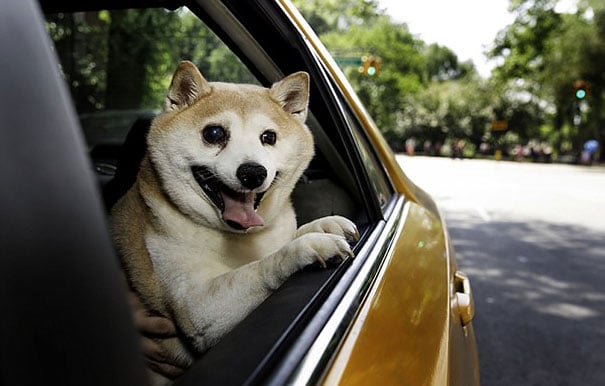 happiest smiling dog shiba inu cinnamon 4