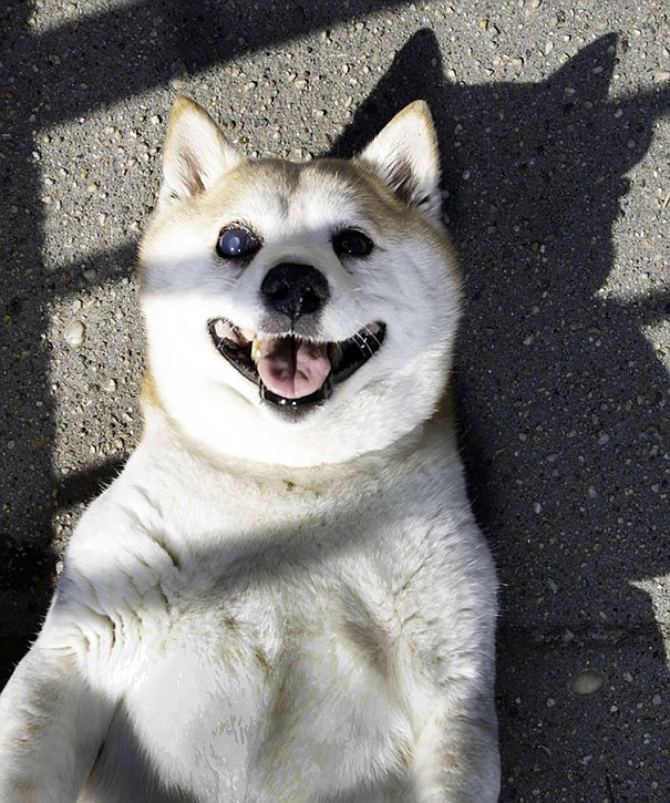 happiest smiling dog shiba inu cinnamon 5