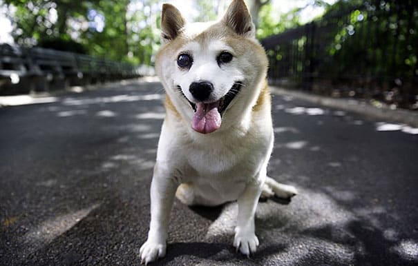 happiest smiling dog shiba inu cinnamon 6