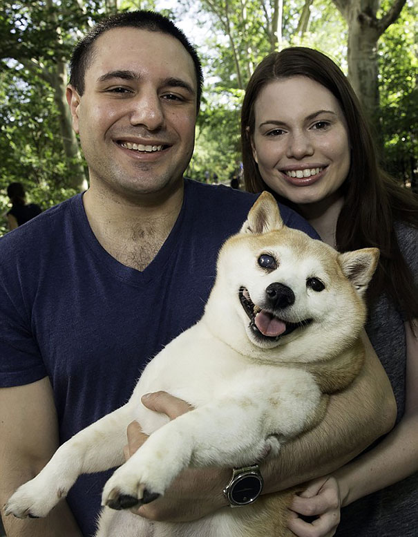 happiest smiling dog shiba inu cinnamon 7