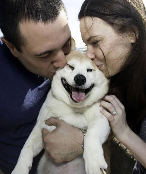 happiest smiling dog shiba inu cinnamon 8