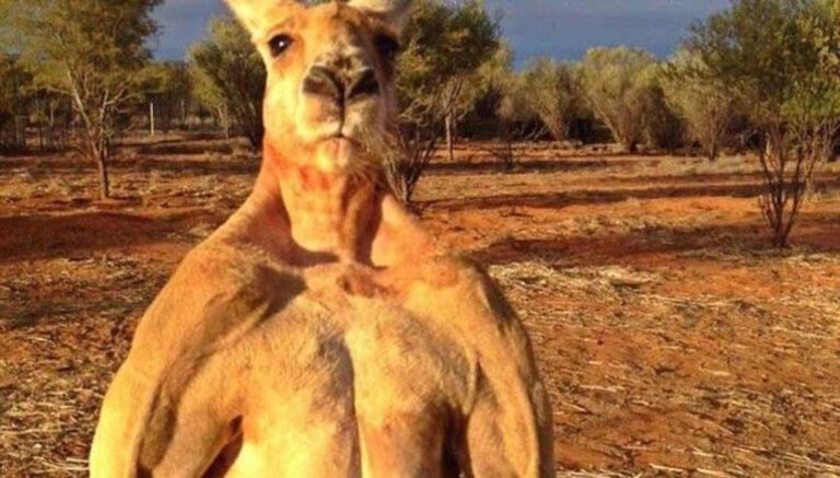 Ρότζερ: το καγκουρό “τούμπανο” που θα έβγαζε νοκ άουτ ακόμα και τον Ρόκι