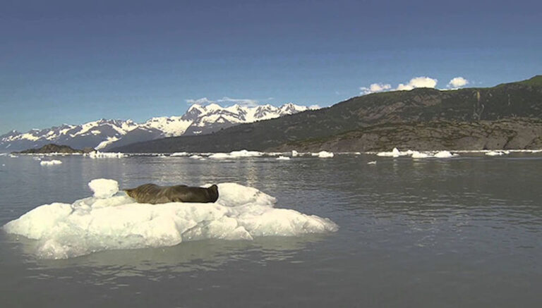 Συνάντησαν μια φώκια πάνω σε ένα παγόβουνο. Δείτε την αντίδρασή της!