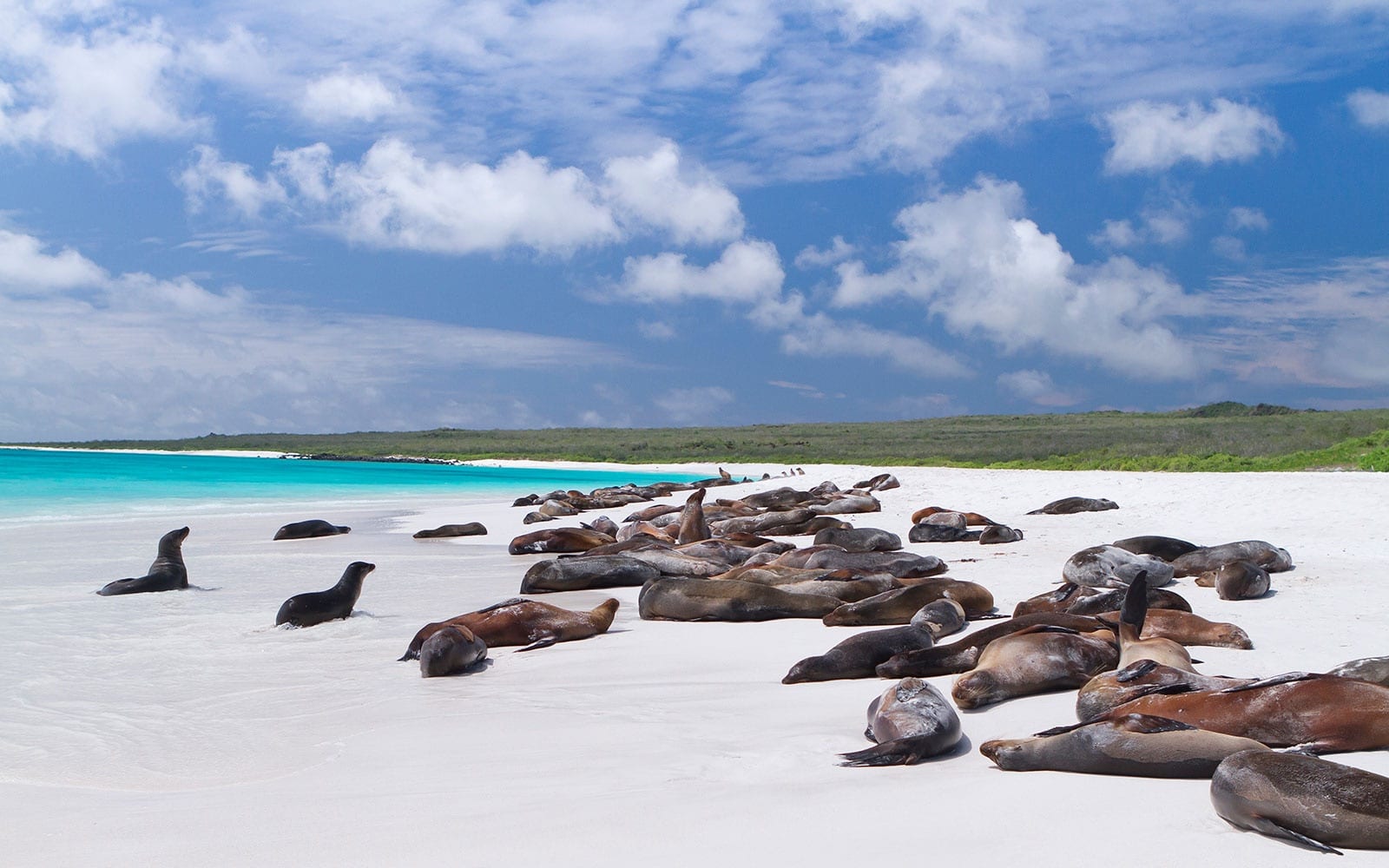 lifetime0615 galapagos