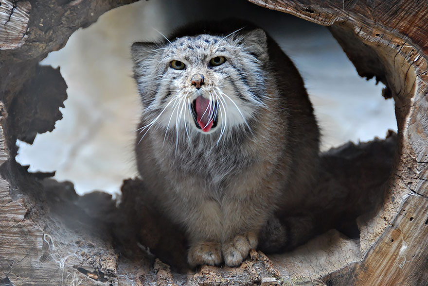 manul-cat-24__880