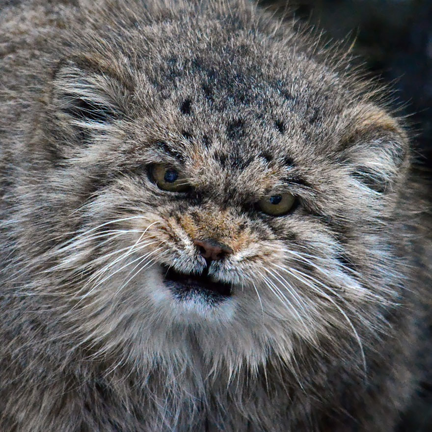 manul-cat-25__880