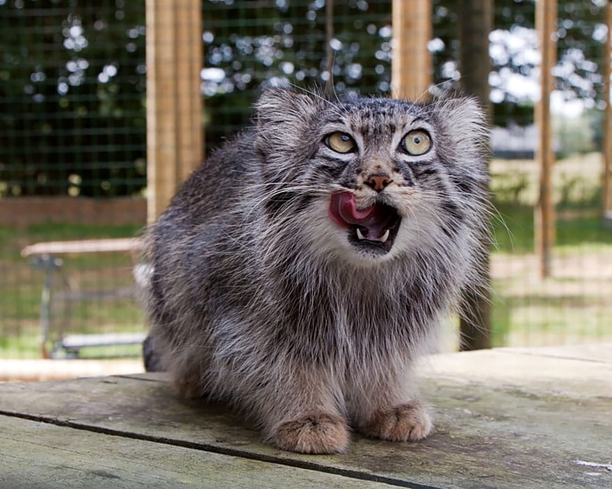 manul-cat-26__880