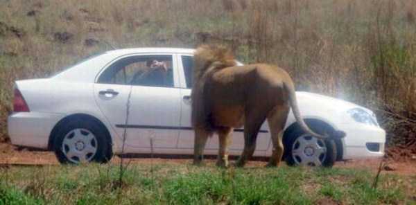 meanwhile-in-africa-10