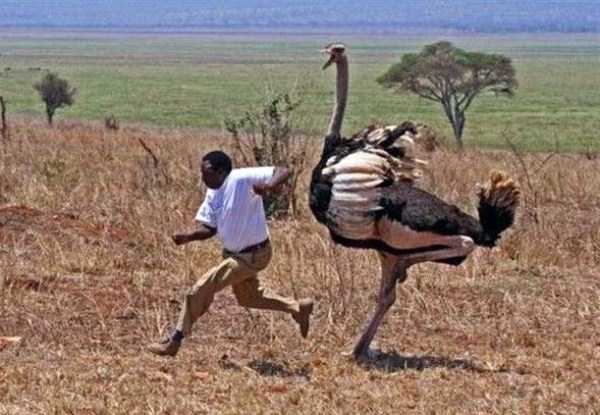 meanwhile-in-africa-5