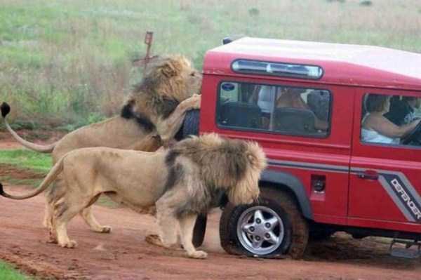 meanwhile-in-africa-9