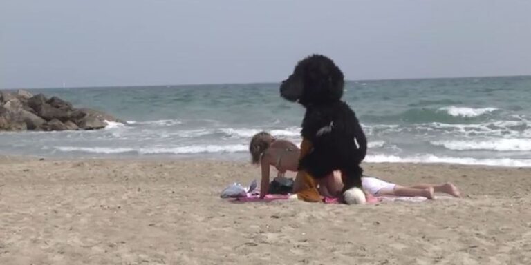Φαρσέρ έγινε σκύλος και… ερωτοτροπούσε με γυναίκες στην παραλία!