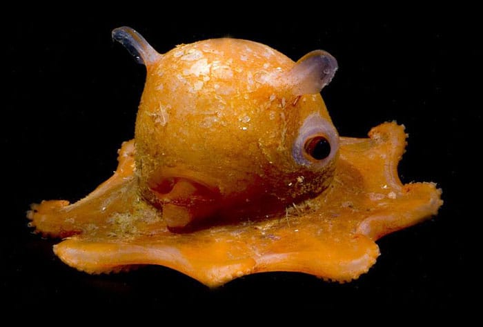 octopus adoriblis pacman ghost 3
