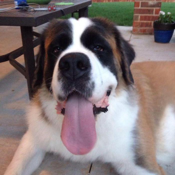 Oklahoma-family-hails-St-Bernard-as-gas-smelling-hero