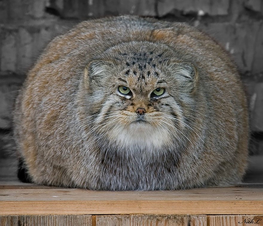 pallas-cat-manul-10__880