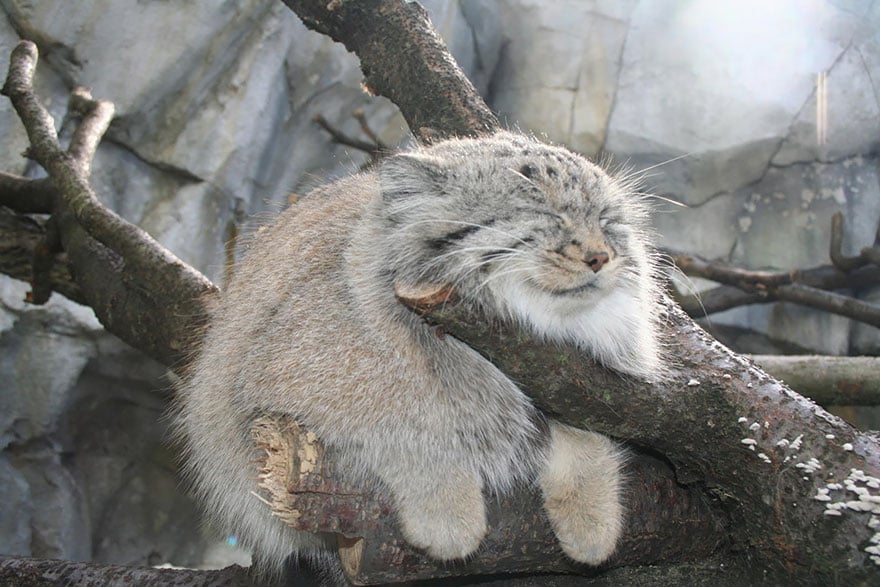 pallas-cat-manul-12__880