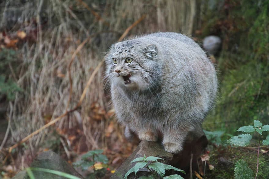 pallas-cat-manul-13__880