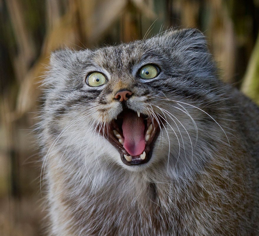 pallas-cat-manul-14__880