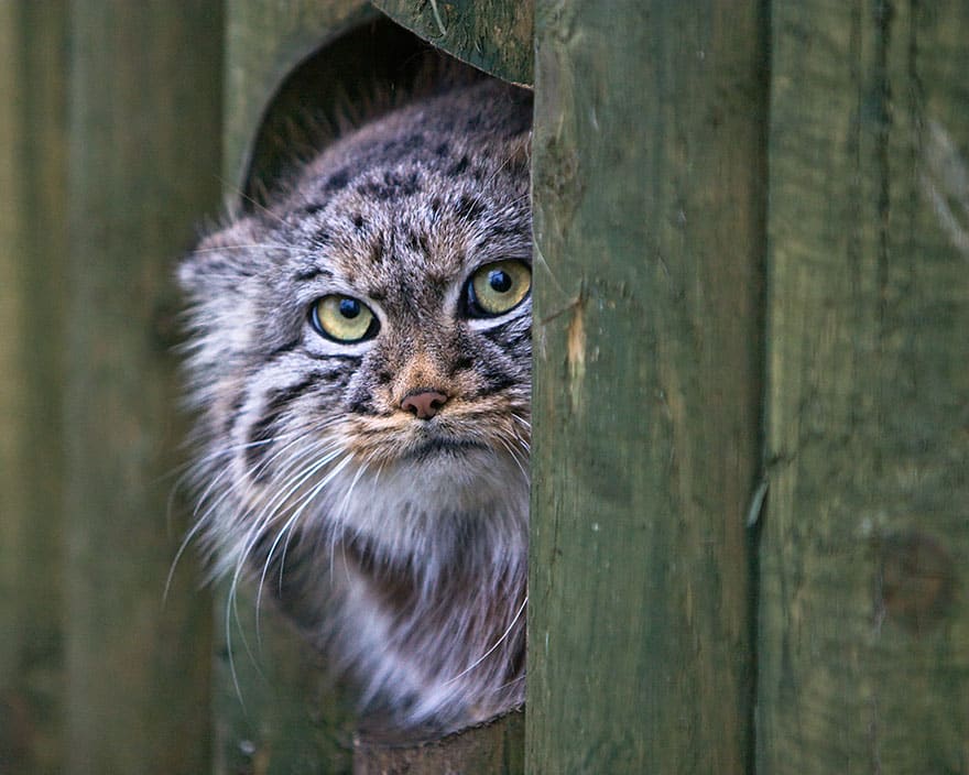 pallas-cat-manul-15__880