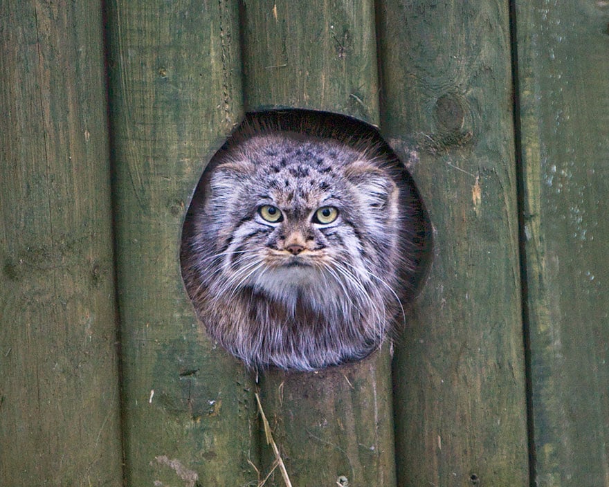 pallas-cat-manul-16__880