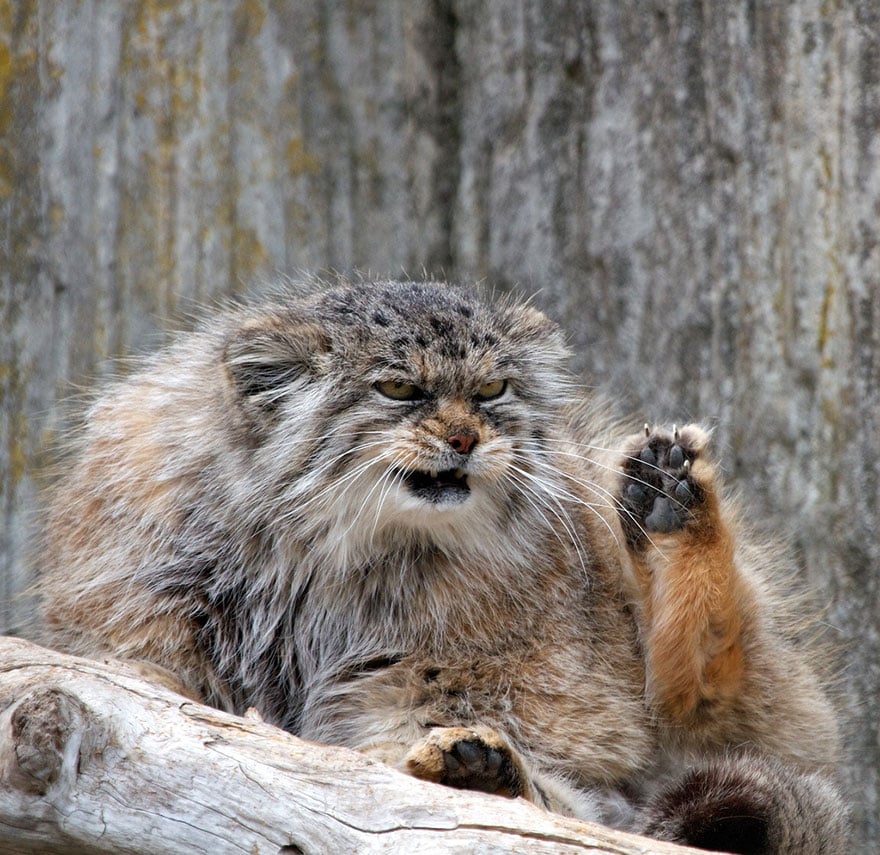 pallas-cat-manul-17__880