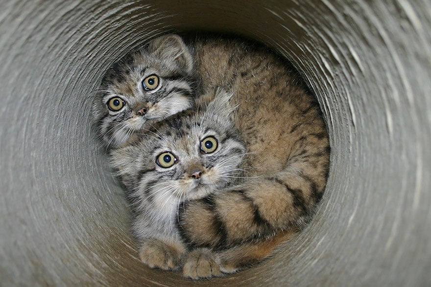 pallas-cat-manul-18__880